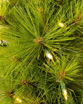 Green Monterey Pine Christmas Tree with Long Branches, Metal Stand and Built-in Micro LEDs